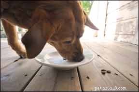 適切な食事を通してあなたの犬の糖尿病を管理するのを手伝ってください 