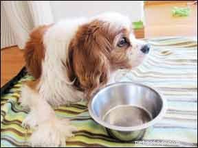 Help de diabetes van uw hond onder controle te houden door middel van de juiste voeding