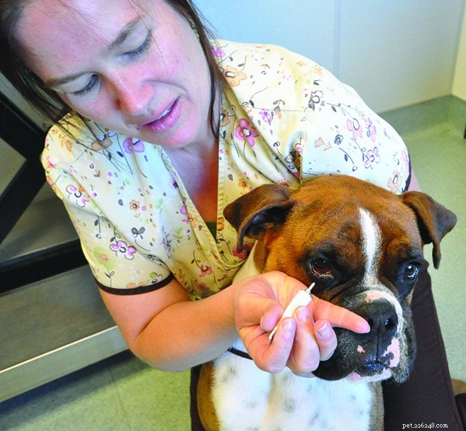 Tricks om uw hond oogmedicatie te geven