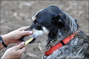 Как и почему вы должны следить за гигиеной полости рта вашей собаки