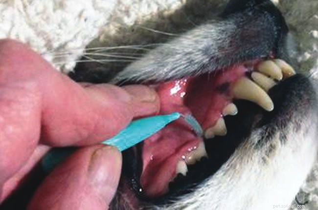Salve os dentes do seu cão com cuidados domiciliares