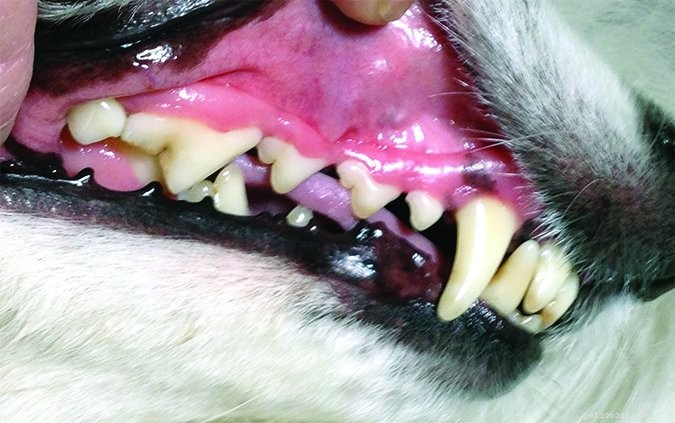 Сохраните зубы вашей собаки с помощью домашнего ухода