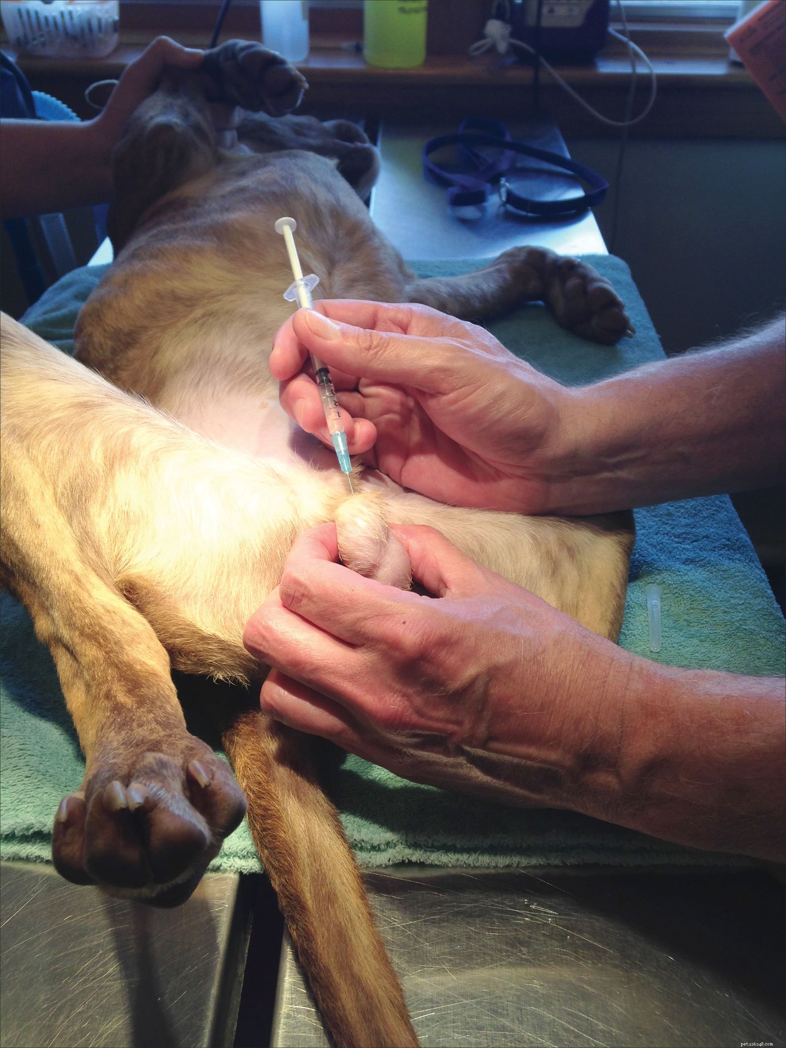 Stériliser les chiens sans scalpel