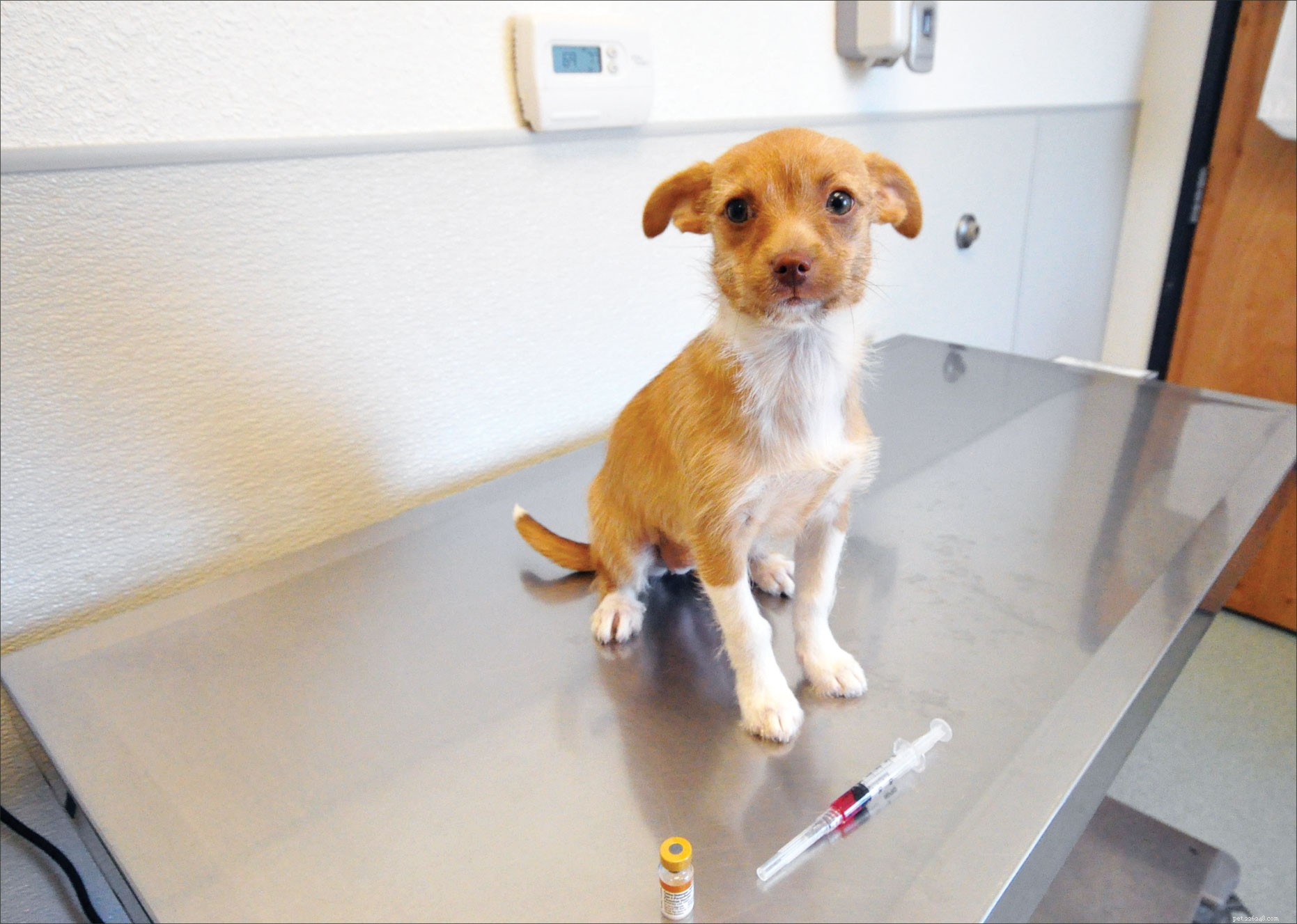 개를 위한 백신 역가 검사