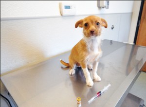 개를 위한 백신 역가 검사