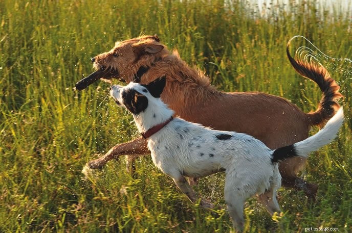 Como evitar lesões em seu cão exuberantemente ativo