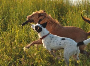 Как предотвратить травму чрезмерно активной собаки