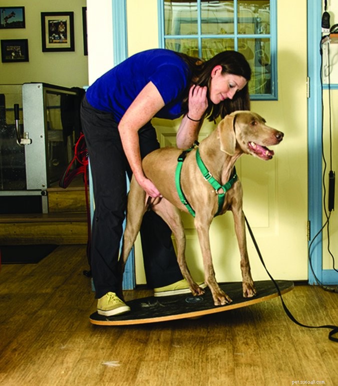 Hur du förhindrar skador på din exuberant aktiva hund