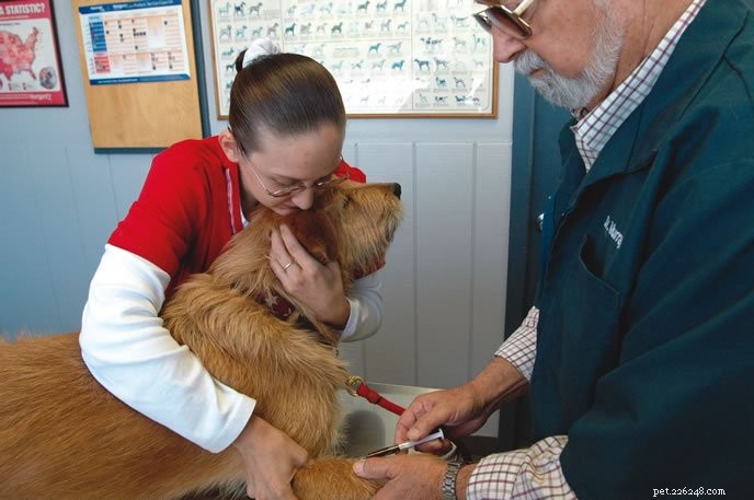Získejte krevní test svého psa