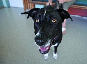 Krok za krokem školení pro příští návštěvu veterináře vašeho psa
