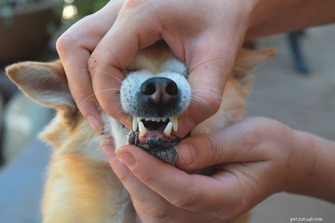 Come prevenire lo sviluppo di malattie parodontali e denti screpolati al tuo cane