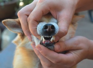 犬が歯周病や亀裂歯を発症するのを防ぐ方法 