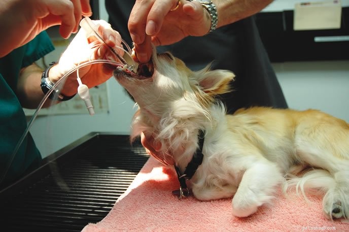 犬の獣医の手順をスケジュールする前に、麻酔について知っておくべきこと 