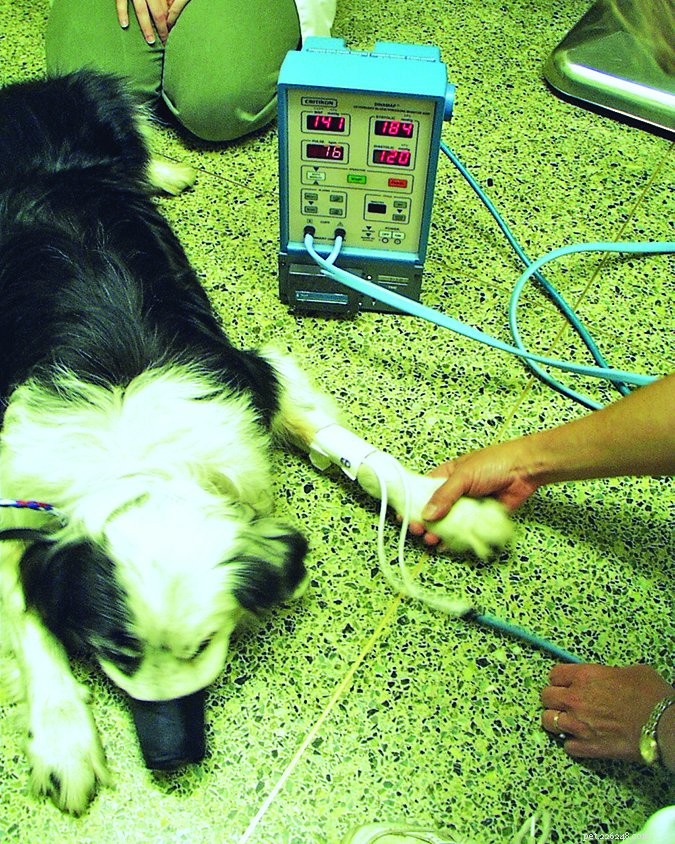 Test di pressione sanguigna per cani:ne vale la pena?