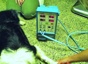 犬の血圧テスト：それだけの価値はありますか？ 