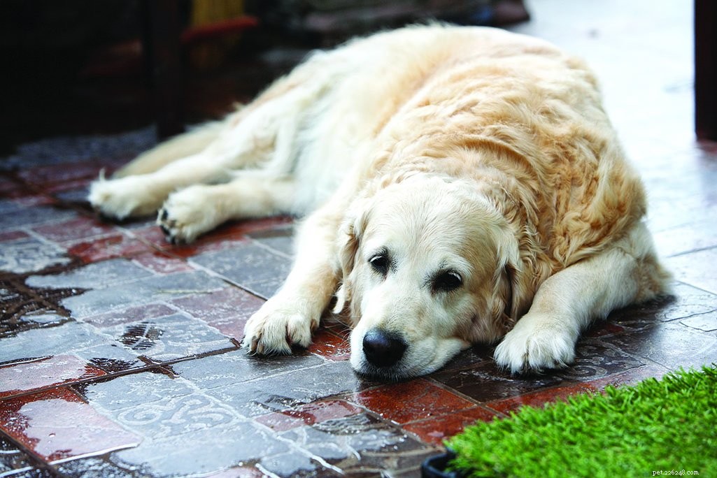 Trattamento del dolore per i cani ora comune in medicina veterinaria