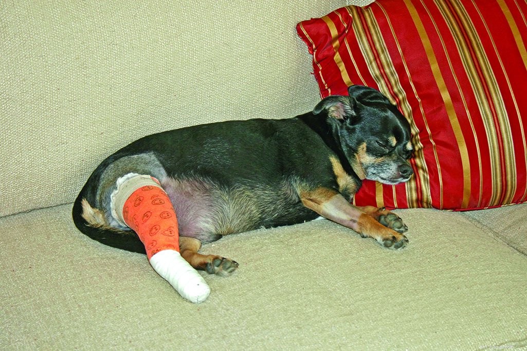 Trattamento del dolore per i cani ora comune in medicina veterinaria