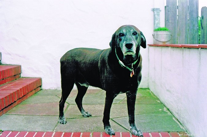 Artritis identificeren bij honden