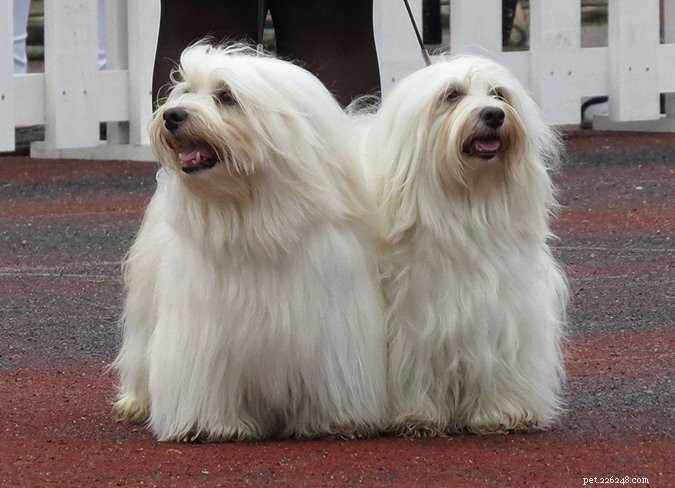 29 raças de cães predispostas ao hipotireoidismo