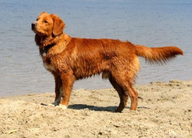 29 raças de cães predispostas ao hipotireoidismo