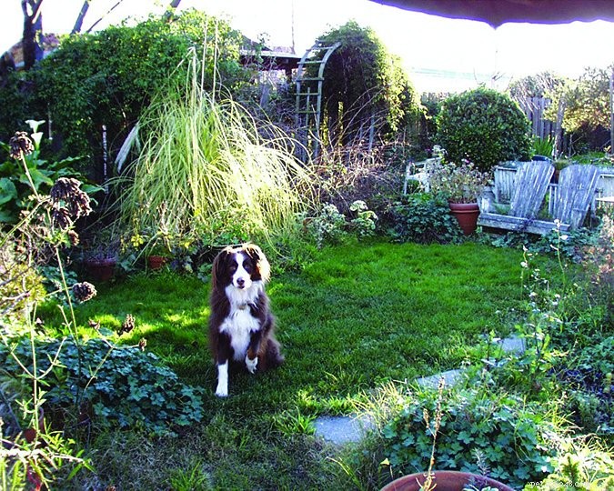 Aidez à soigner votre chien avec des herbes communes