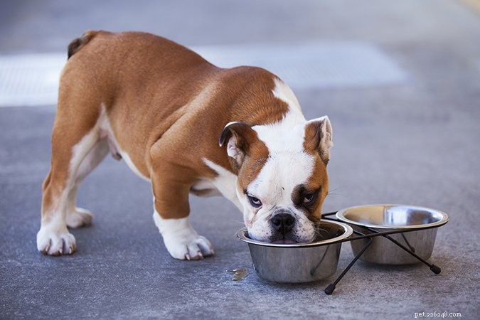 9 věcí, které musíte udělat, pokud vaše štěně kašle v chovatelské stanici