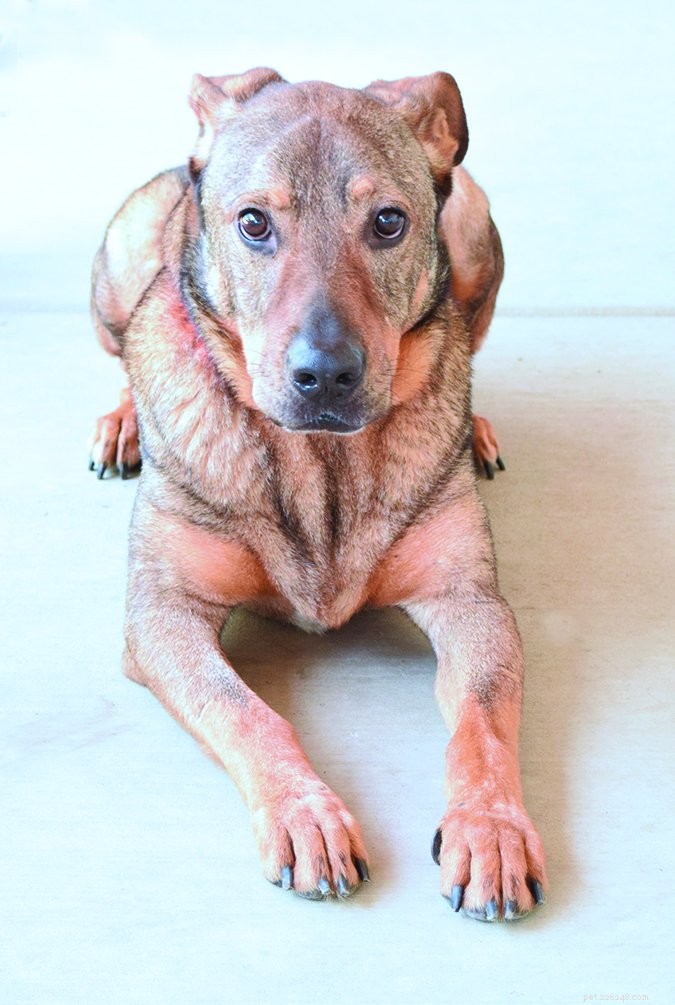 Transplantes fecais para cães