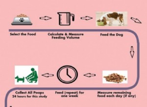 Os níveis de digestibilidade dos alimentos para cães são importantes