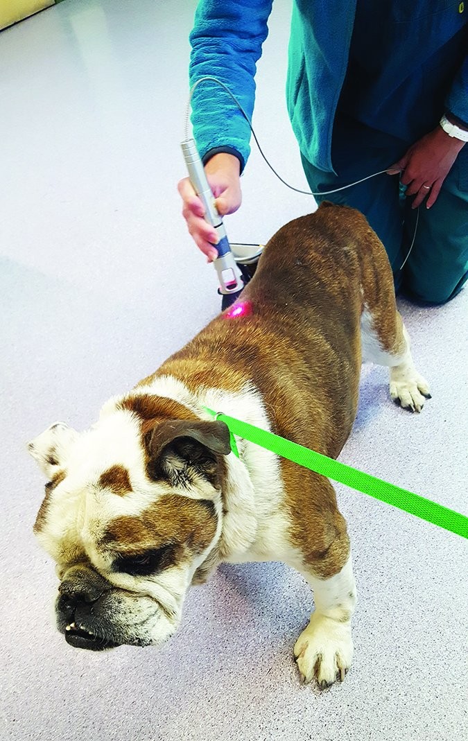 Traitements de thérapie au laser pour chiens arthritiques