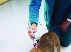 関節炎の犬のためのレーザー治療 