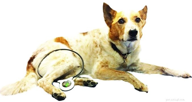 Tratamentos de terapia a laser para cães artríticos