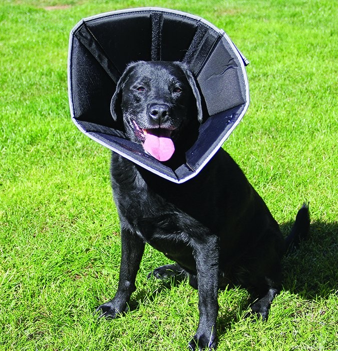 Meilleures alternatives aux cônes pour chien 2017