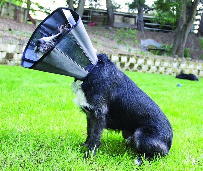 Meilleures alternatives aux cônes pour chien 2017