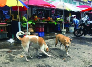 野犬は犬のタンパク質の好みについての洞察を与えてくれます 