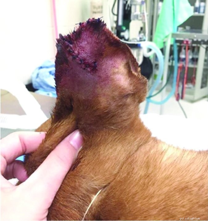 犬の傷の治療方法 