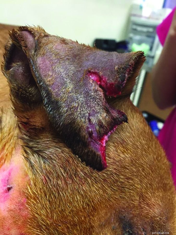 Comment traiter les blessures des chiens