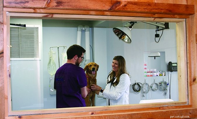 Visitas veterinárias:é importante estar presente para o seu cão
