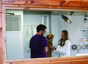 Ветеринарные осмотры:важно быть рядом с вашей собакой