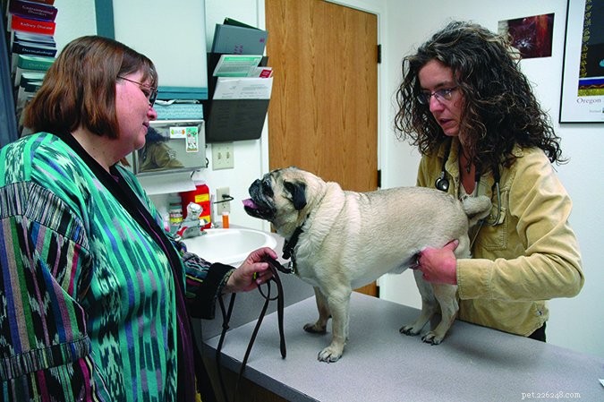 Visitas veterinárias:é importante estar presente para o seu cão