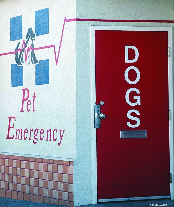 Como se preparar para uma visita de emergência ao hospital de animais