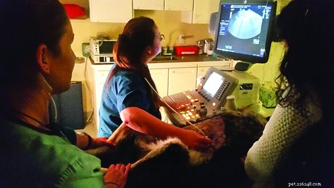 Tests diagnostiques de santé pour chiens