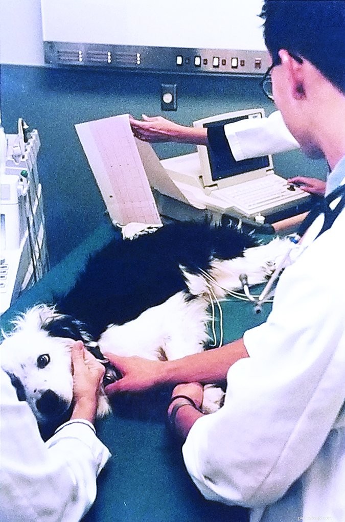 Diagnostisk hälsotestning för hundar