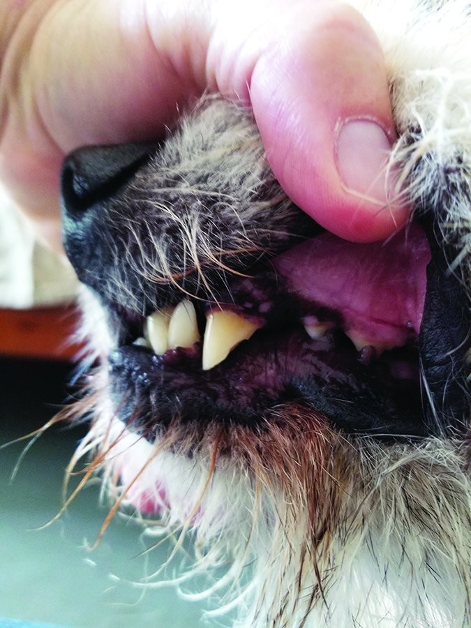 개 이빨 청소:치과 건강을 부정하지 마십시오