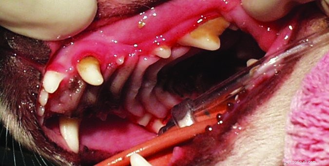 Hondenpoetsen:ontken tandheelkundige gezondheid niet