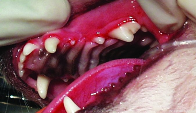 Hondenpoetsen:ontken tandheelkundige gezondheid niet