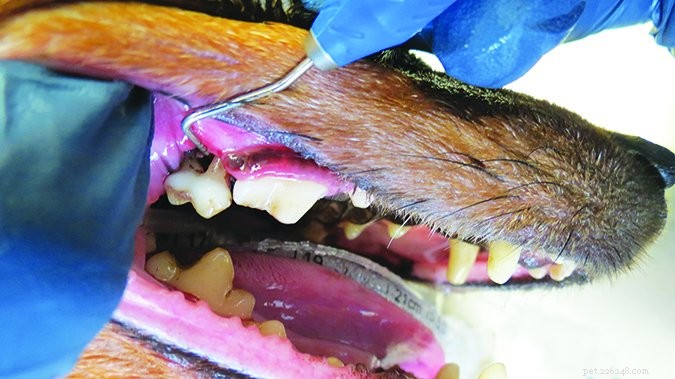 犬の歯のクリーニング：歯の健康を否定しないでください 