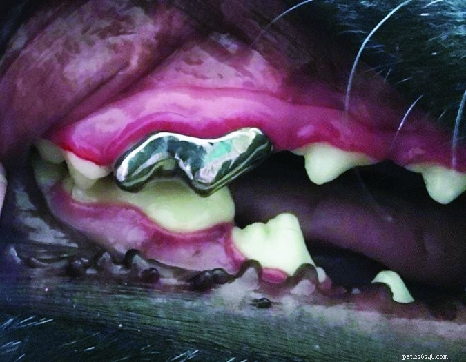Pulizia dei denti del cane:non negare la salute dentale