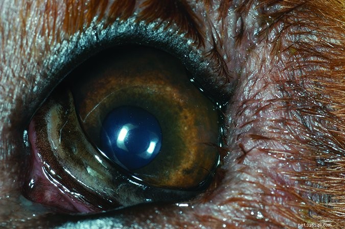 犬の眼瞼内反症：この一般的な目の問題を治療する方法 