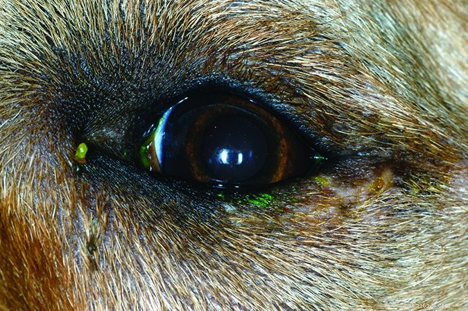 Entropion chez le chien :comment traiter ce problème oculaire courant