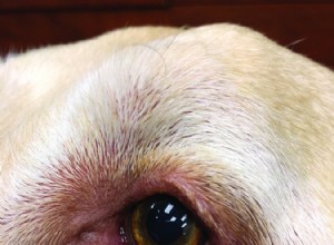 Entropium u psů:Jak zacházet s tímto běžným očním problémem